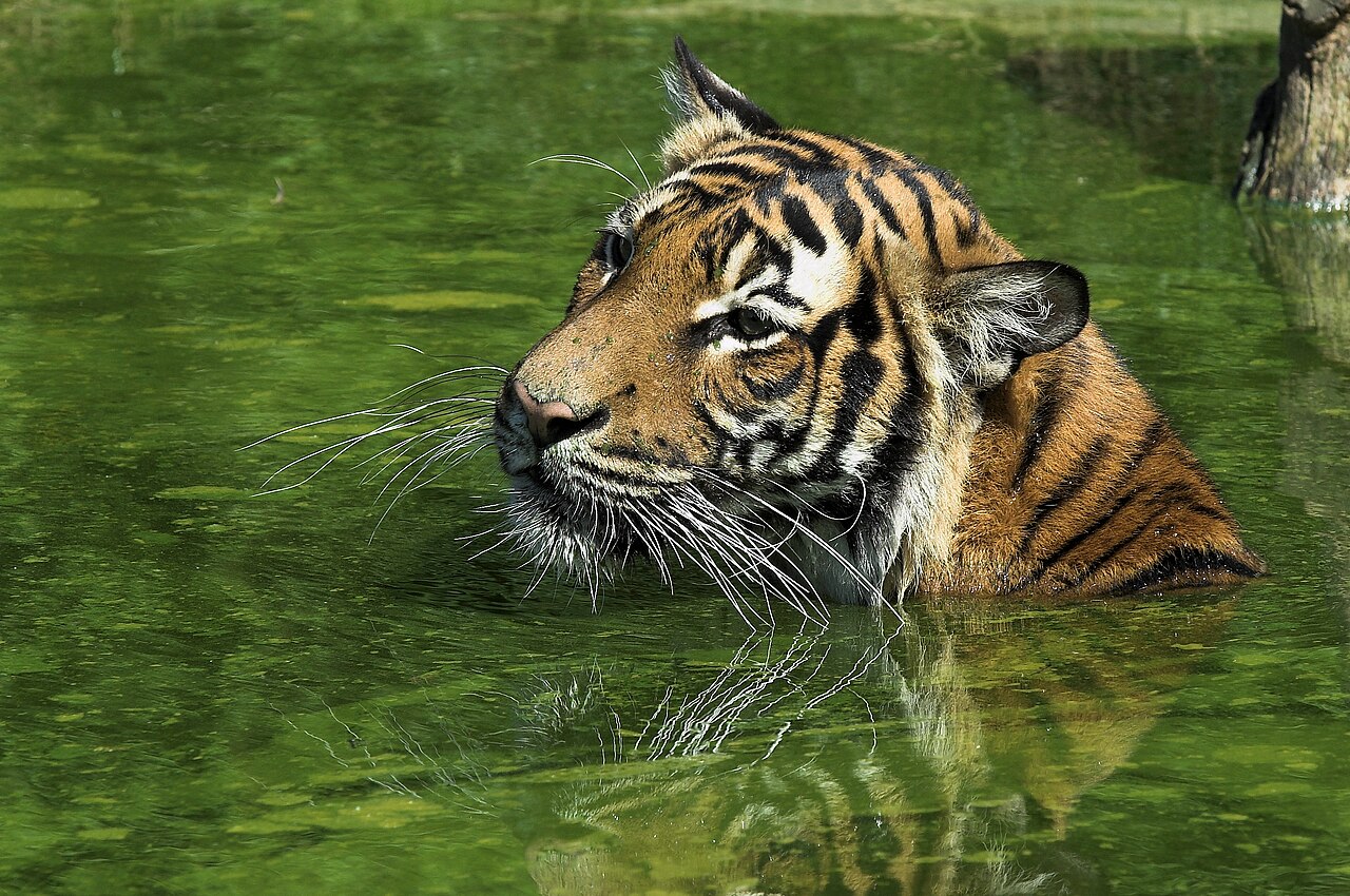 Golden Triangle with Ranthambore